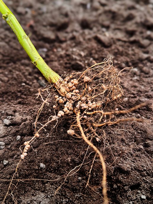 Soybean roots showing healthy pale nitrogen-fixing nodules in dark soil