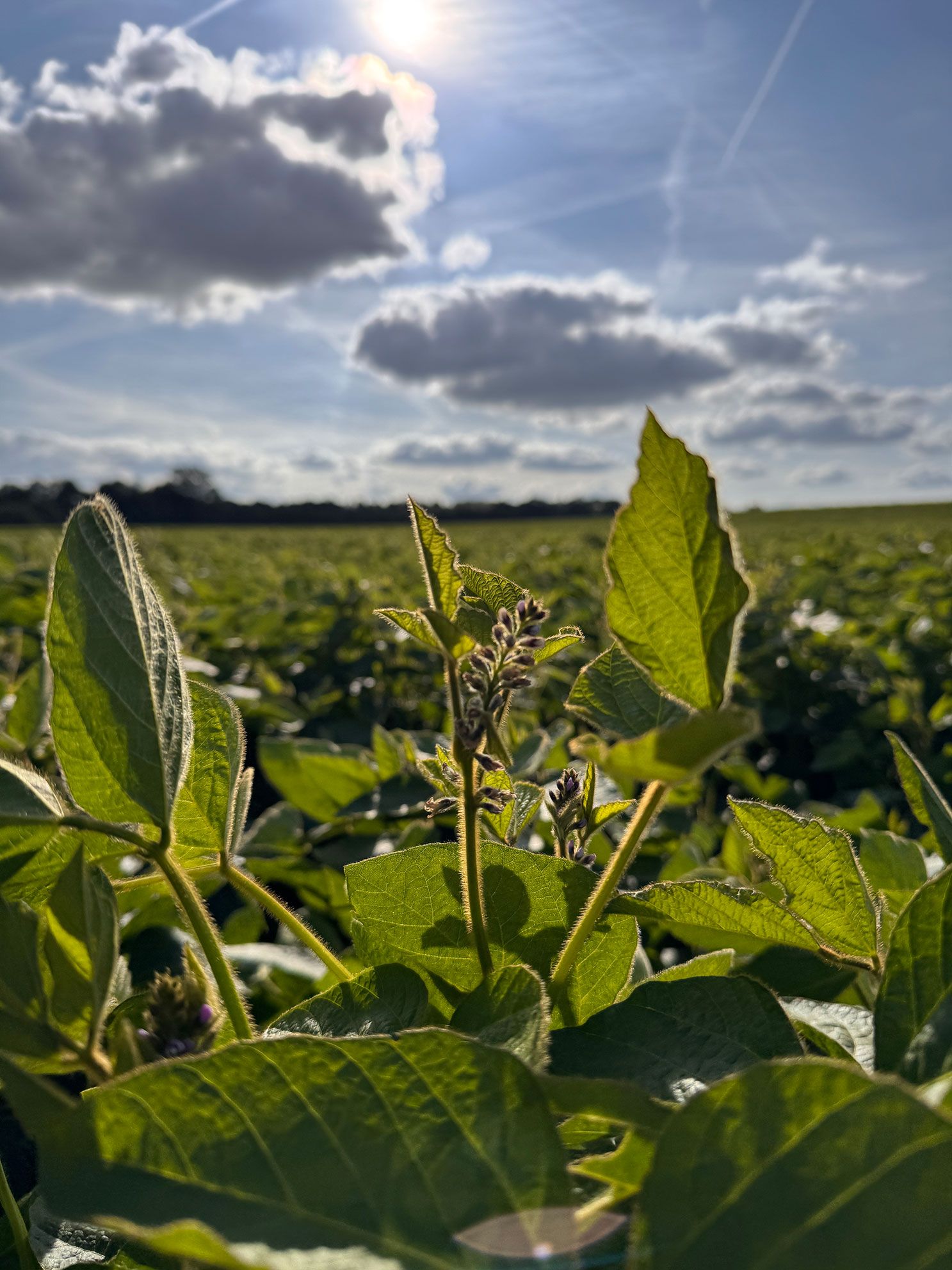 A lush European soybean field in flower, backlit by the sun